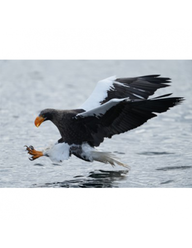 BOITIER SONY ALPHA 1