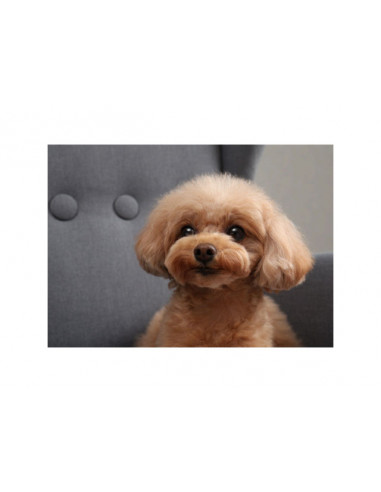 ZOOM CANON 18-45/4.5-6.3 RF-S IS STM