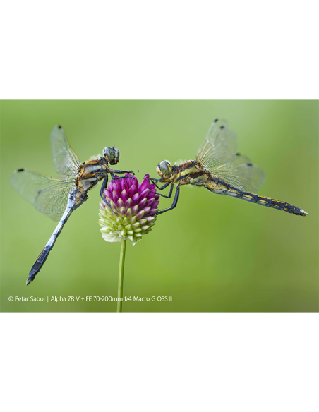 ZOOM SONY 70-200/4 G2 SEL FE OSS