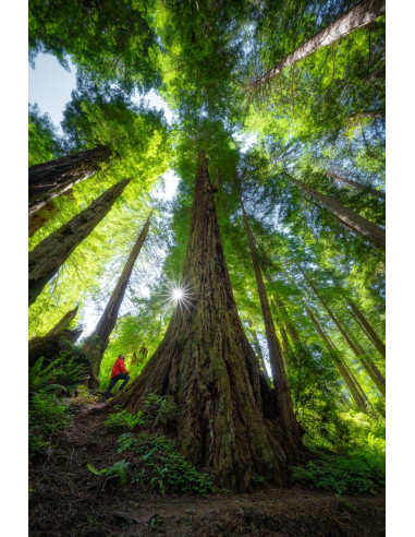 ZOOM NIKON 14-24/2.8 S Monture Z